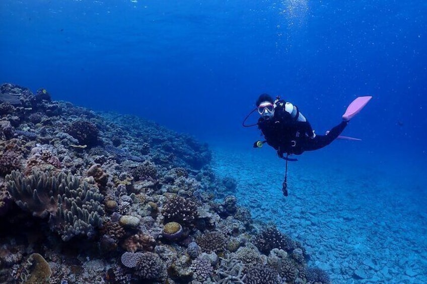 【OKINAWA / Minna Island / Sesoko Island / Manza area】 Boat Fundive (2Dives)