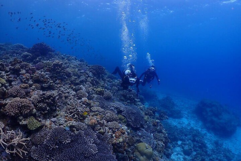 【OKINAWA / Minna Island / Sesoko Island / Manza area】 Boat Fundive (2Dives)