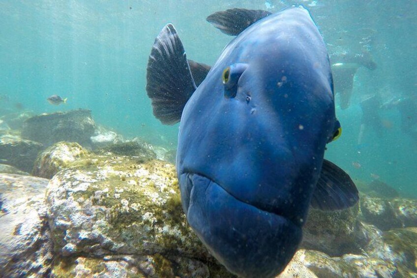 Endangered Blue Groper