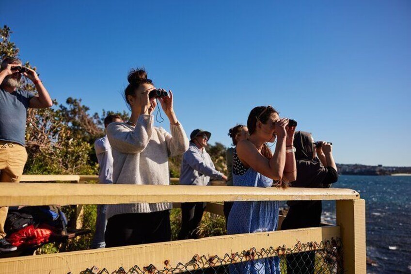 Discover Sydney’s Northern Beaches: A Marine Adventure Day Tour