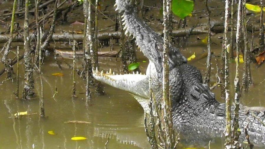 1-Hour Daintree River wildlife cruise