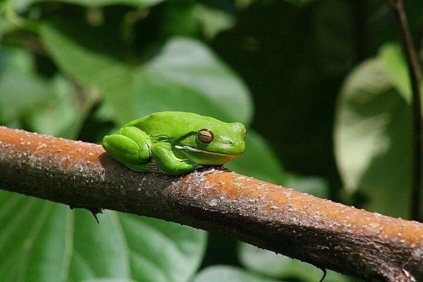 1-Hour Daintree River wildlife cruise