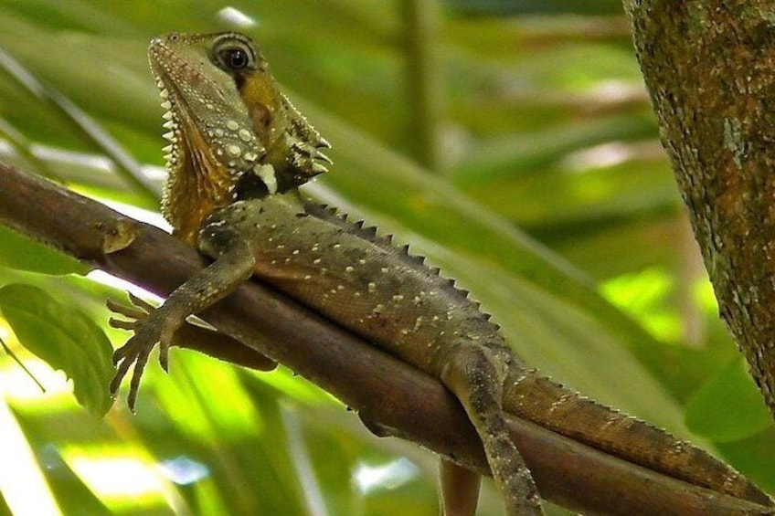 1-Hour Daintree River wildlife cruise