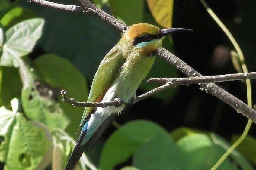 1-Hour Daintree River wildlife cruise