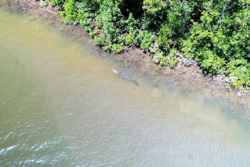 1-Hour Daintree River wildlife cruise