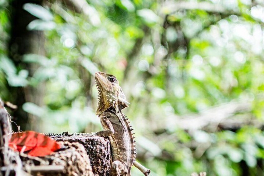 1-Hour Daintree River wildlife cruise