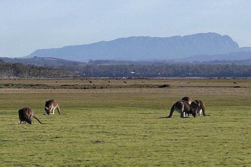Spend a day in one of Tasmania's best wildlife National Park's