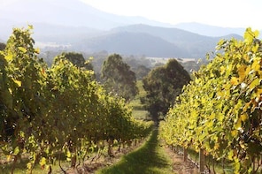 Pizzini Wines Old World Flavours New Vintage Wine Tasting and Picnic