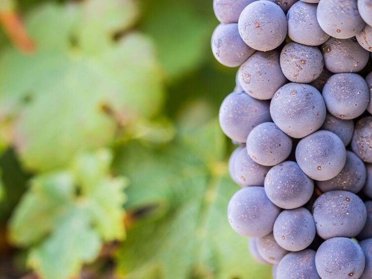 Cape Winelands Full-Day Tour