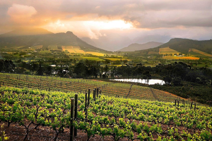 Cape Winelands Full Day Tour 2520