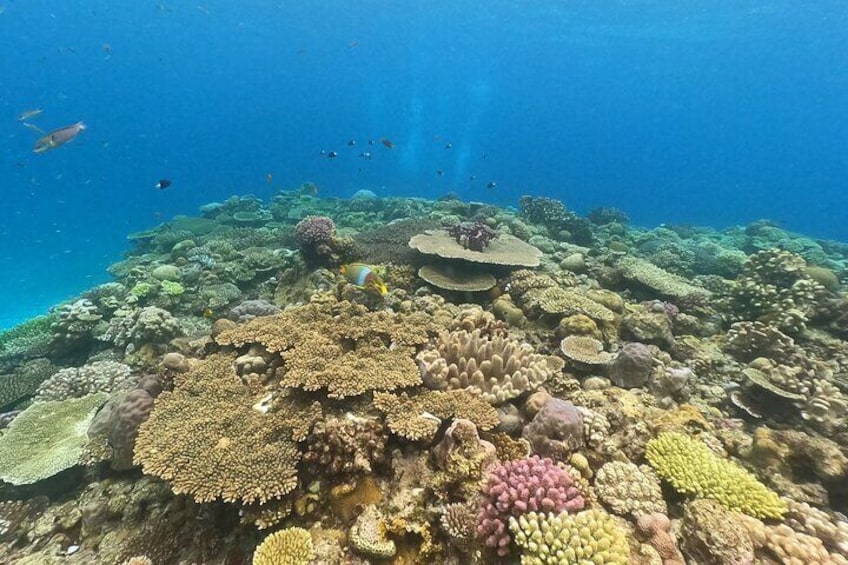 【OKINAWA / Minna Island / Sesoko Island】Trial Boat Dive (1DIve)