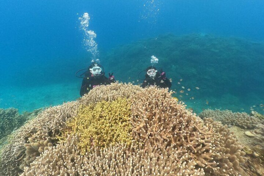 【OKINAWA / Minna Island / Sesoko Island】Trial Boat Dive (1DIve)