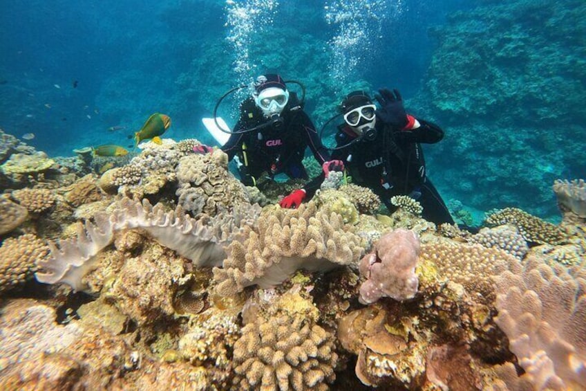 【OKINAWA / Minna Island / Sesoko Island】Trial Boat Dive (1DIve)