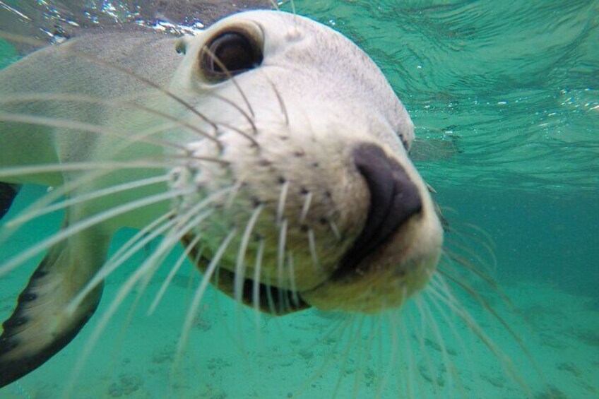 Sea lion extreme close up - Optional Extra 
