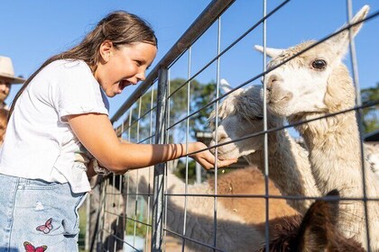 Trevena Glen Farm Animal Experience