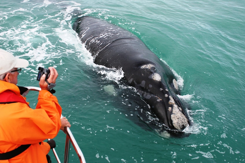 Show item 1 of 10. Whale Watching Full-Day Tour