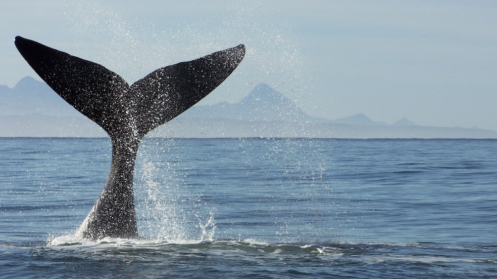 Show item 5 of 10. Whale tale splashing in South Africa