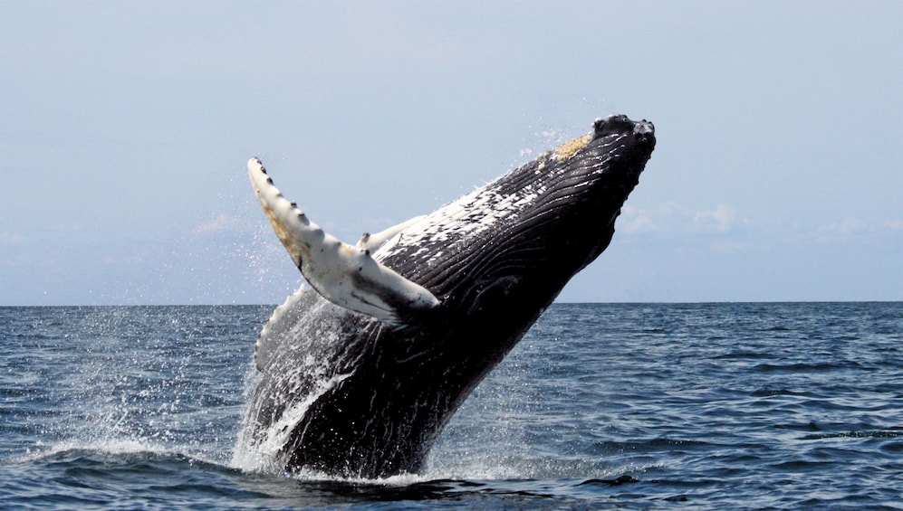 Show item 3 of 10. Whale Watching Full-Day Tour