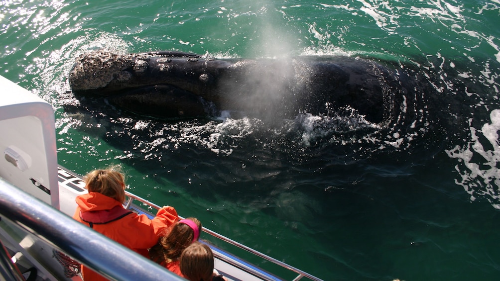 Show item 2 of 10. Close encountering a whale in South Africa