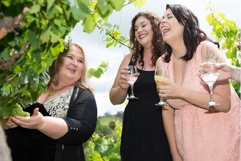 Mountain Wine Tours - One Hump Wine Tour-Discover the hidden gems of the Scenic Rim