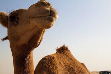One Hump Camel Farm and Wine Tour