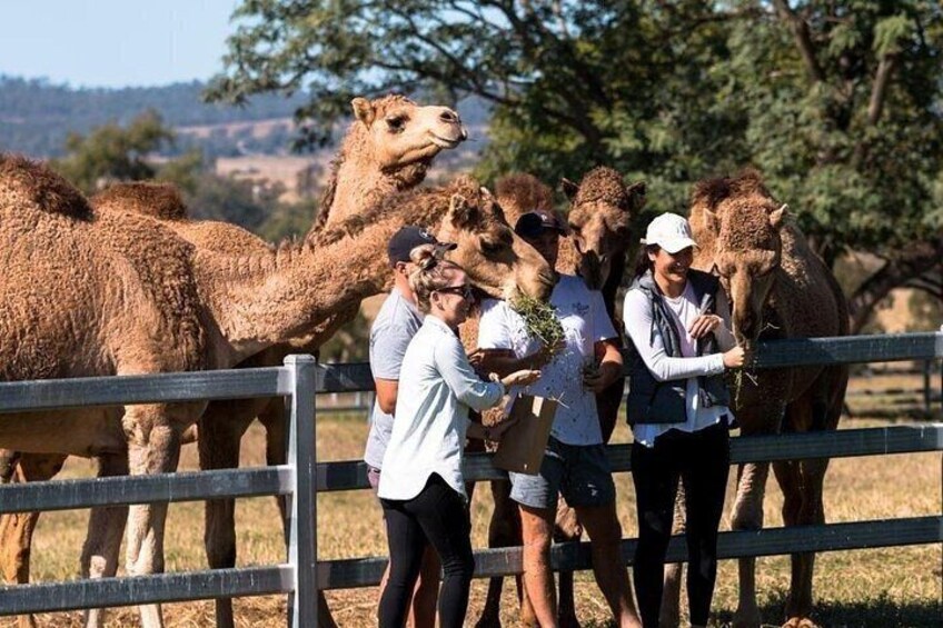 Mountain Wine Tours - One Hump Wine Tour-Discover the hidden gems of the Scenic Rim