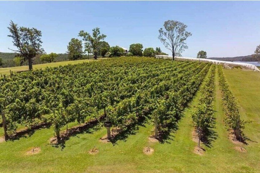 Mountain Wine Tours - One Hump Wine Tour-Discover the hidden gems of the Scenic Rim