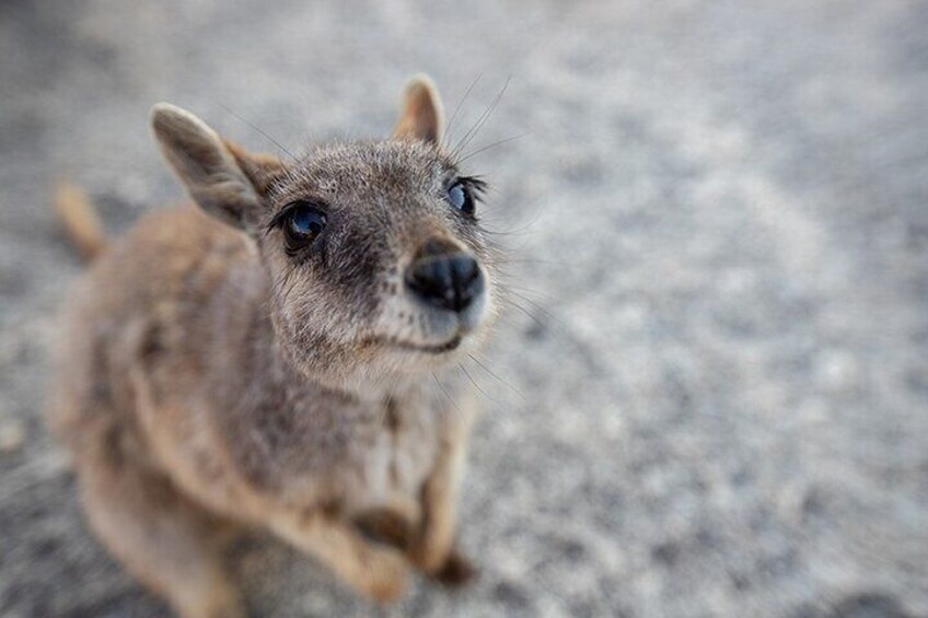 See the rock wallabies at Granite Gorge