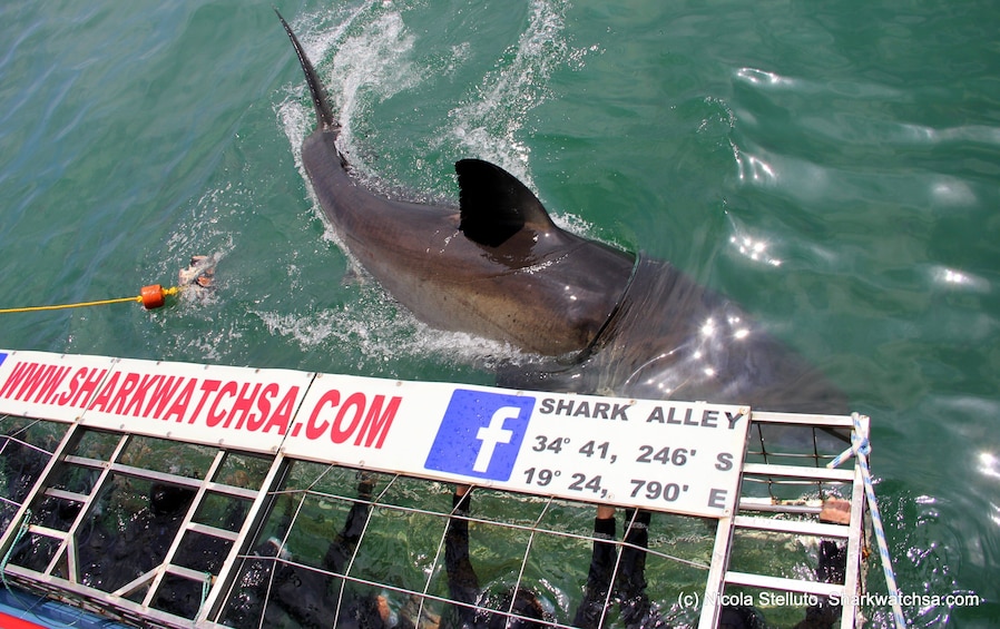 Great White Shark Cage Diving Full-Day Tour