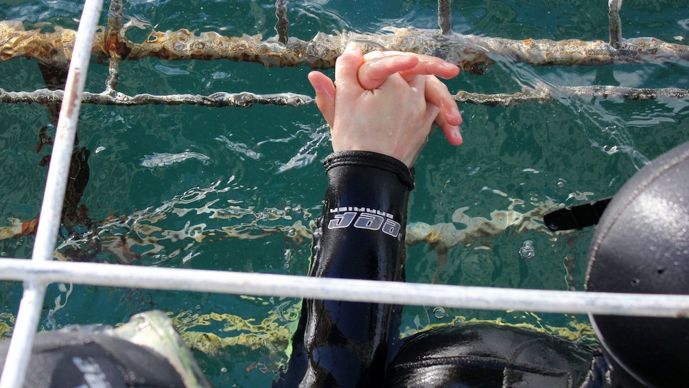 Diver couple holding hands in underwater cages in South Africa