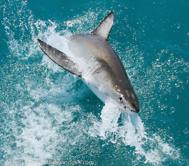 Great White Shark Cage Diving Full-Day Tour