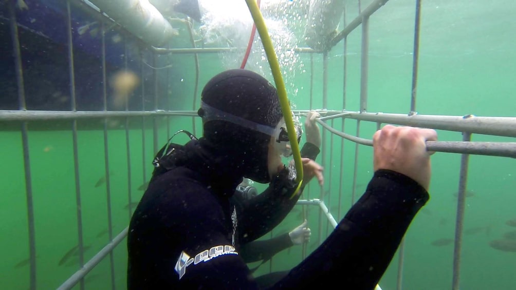 Diver inside underwater cage in South Africa