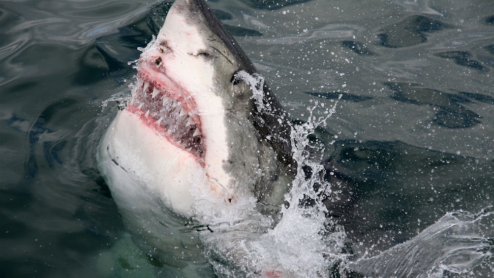 Show item 2 of 10. Great white shark emerging from the sea in South Africa