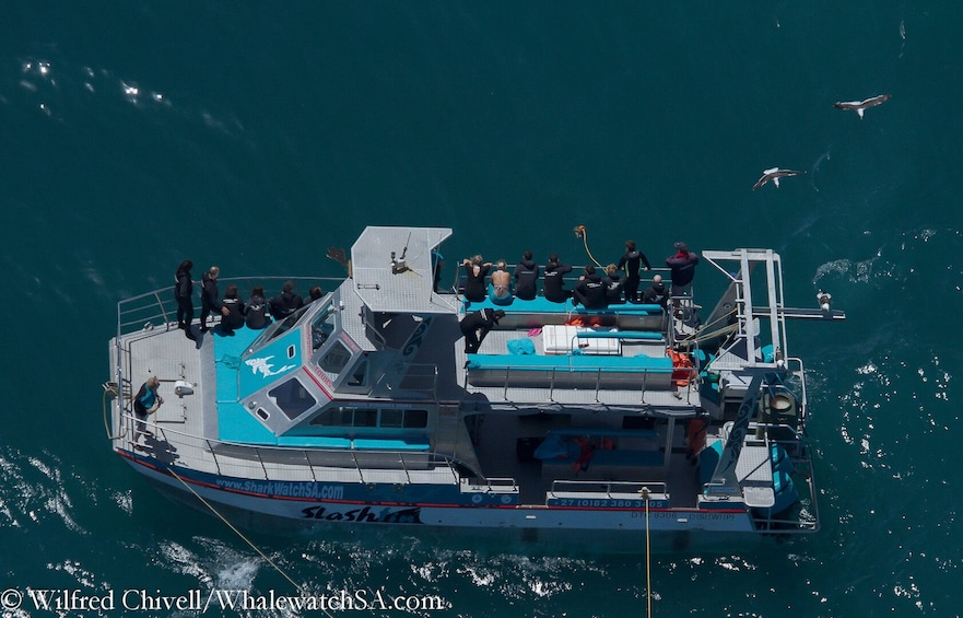 Show item 4 of 10. Great White Shark Cage Diving Full-Day Tour