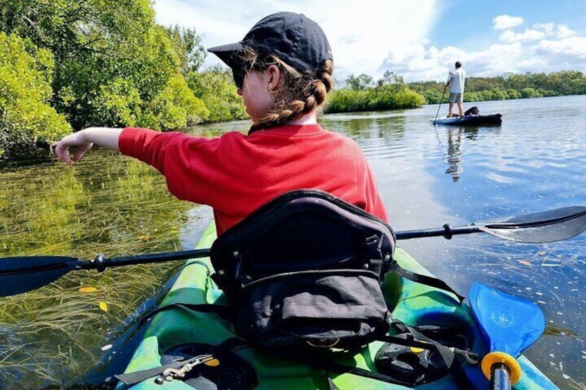 Noosa Everglades Kayak, searching for Stingrays!