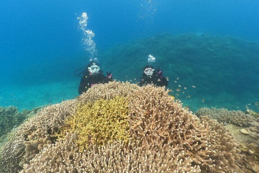 OKINAWA / Minna Island / Sesoko Island】 Trial Boat Dive (2DIves)