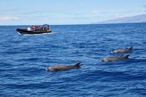 Ocean Wildlife Safari & Adventure Rafting Combo