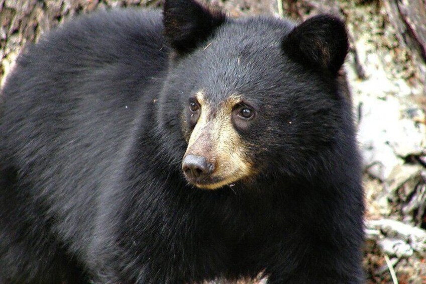 Bear
