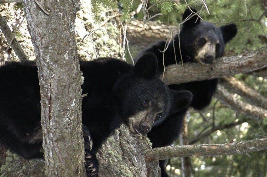 Bears