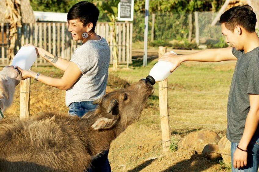 Lao Buffalo Dairy Farm