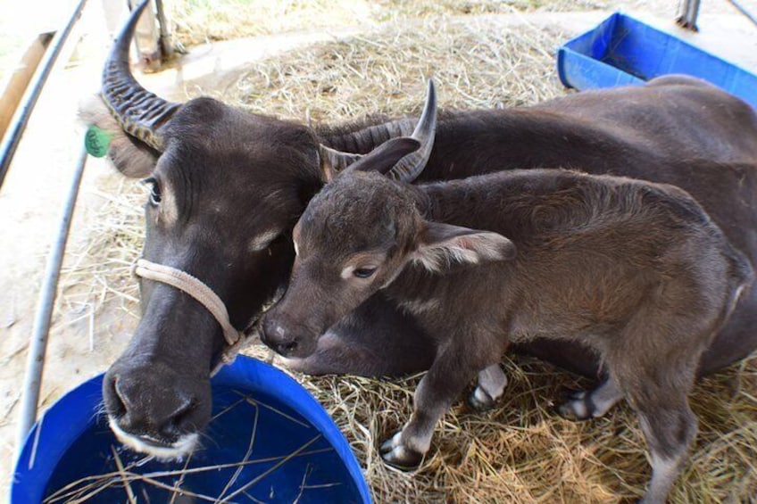Lao Buffalo Dairy Farm
