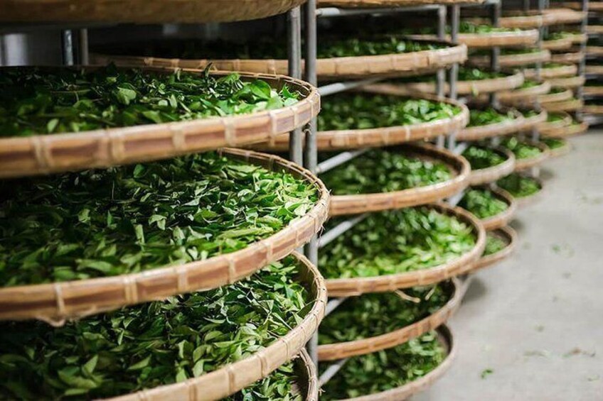 Gain a deeper understanding of authentic Taiwanese tea
