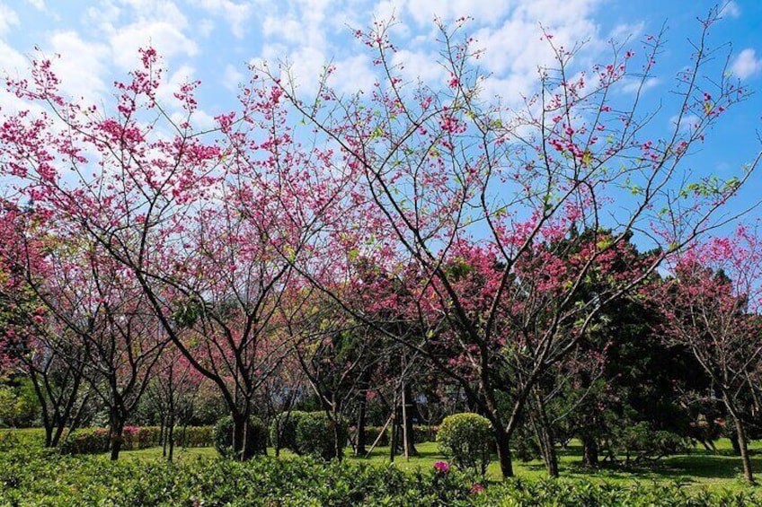 Taipei Spring Sakura Season at Chiang kai-shek memorial hall