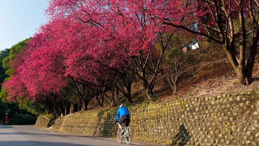 Maokong Mountain Cherry Blossoms