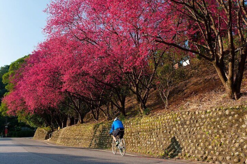 Maokong Mountain Cherry Blossoms