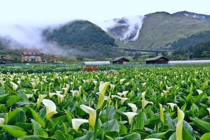 Leisure Tour to Yangminshan and Relaxing Massage after