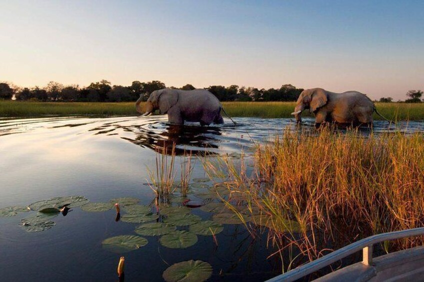 Okavango Delta to Victoria Falls via Elephant Sands and Chobe (7 nights)