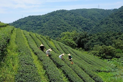 Yilan Rural Tea Picking Experience from Taipei City