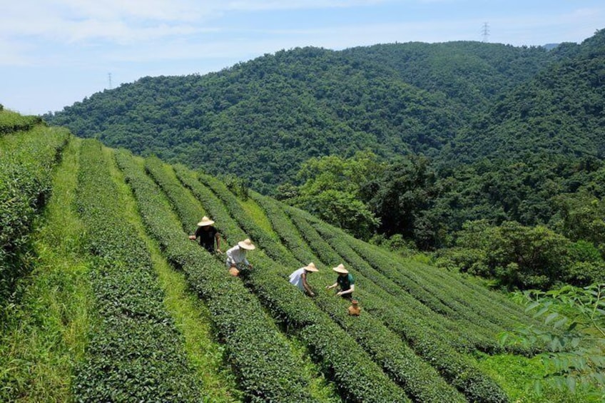 Pick tea leaves with a local farmer
