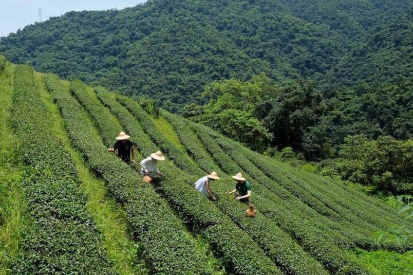 Explore a picturesque organic tea farm in rural Yilan